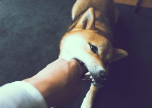 Connecticut Dog Bite Lawyers