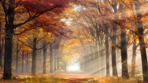 5 Safety Tips for the Autumn Season
