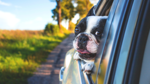 Driving with an Unrestrained Pet