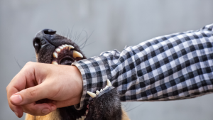 An Interesting Twist on Connecticut’s Dog Bite Statute