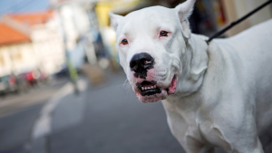 How Going to a Concert Affected The Way I Look at Dogs
