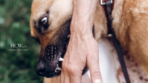 Connecticut’s Strict Liability Dog Bite Law Explained