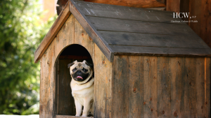 Can You Sue a Dog Owner if the Attack Happened at a Friend’s House?